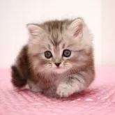 ミヌエット(短足)【福岡県・男の子・2023年3月17日・シルバークラシックタビー】の写真4「4月29日撮影しました。」