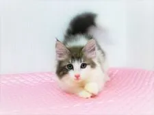 ノルウェージャンフォレストキャット【福岡県・男の子・2018年6月17日・ブルークラシックタビー&ホワイト】の写真5