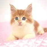 メインクーン【福岡県・男の子・2024年6月30日・レッドクラシックタビー&ホワイト】の写真5「8月22日撮影しました。(^^)/」