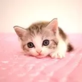 ミヌエット(長足)【福岡県・女の子・2024年4月5日・シルバーパッチドタビー&ホワイト】の写真5「５月15日撮影しました。」