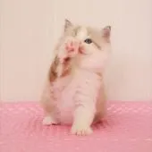 マンチカン(長足)【福岡県・男の子・2021年7月18日・ブルータビーポイント&ホワイト】の写真5「8月31日 撮影」