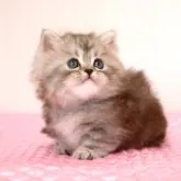 ミヌエット(短足)【福岡県・男の子・2023年3月17日・シルバークラシックタビー】の写真5「4月29日撮影しました。」