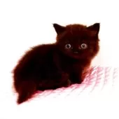 ミヌエット(短足)【福岡県・男の子・2025年8月5日・ブラックスモーク】の写真8