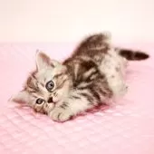 ミヌエット(長足)【福岡県・女の子・2025年8月9日・シルバークラシックタビー】の写真3