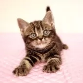 アメリカンショートヘア【福岡県・女の子・2025年6月12日・ブラウンクラシックタビー】の写真5