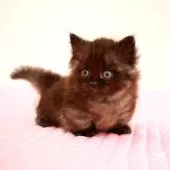 ミヌエット(短足)【福岡県・男の子・2025年8月5日・ブラックスモーク】の写真2