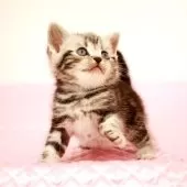 アメリカンショートヘア【福岡県・女の子・2025年2月15日・シルバークラシックタビー】の写真14