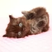 ミヌエット(短足)【福岡県・男の子・2025年8月5日・ブラックスモーク】の写真5