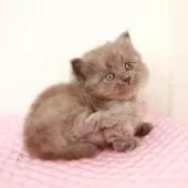 ミヌエット(短足)【福岡県・男の子・2025年2月27日・ブルースモーク】の写真15