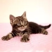 アメリカンショートヘア【福岡県・女の子・2025年6月12日・ブラウンクラシックタビー】の写真2