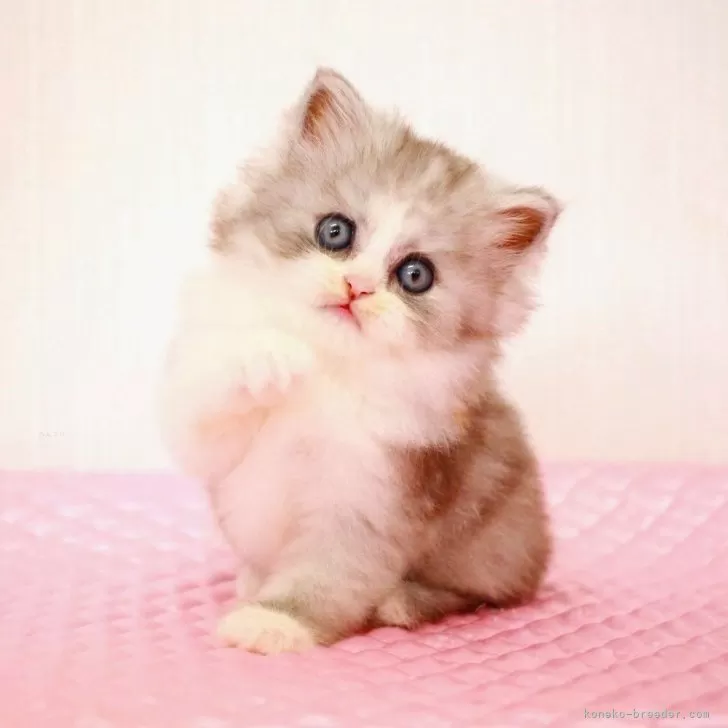 ミヌエット(長足)【福岡県・女の子・2025年8月28日・シルバーパッチドタビー&amp;ホワイト】の写真1「10月12日撮影しました。(^^)/」