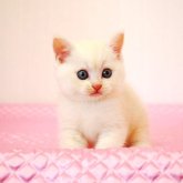 ミヌエット(長足)