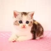 ミヌエット(長足)