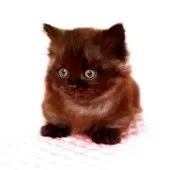 ミヌエット(短足)【福岡県・男の子・2025年8月5日・ブラックスモーク】の写真3