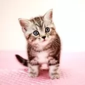 ミヌエット(長足)【福岡県・女の子・2025年8月9日・シルバークラシックタビー】の写真7