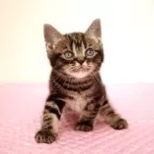 アメリカンショートヘア【福岡県・女の子・2025年6月12日・ブラウンクラシックタビー】の写真3