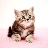 ミヌエット(長足)【福岡県・女の子・2025年8月9日・シルバークラシックタビー】の写真9