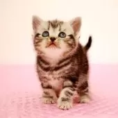 アメリカンショートヘア【福岡県・女の子・2025年2月15日・シルバークラシックタビー】の写真3