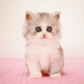 ミヌエット(長足)【福岡県・女の子・2025年8月28日・シルバーパッチドタビー&ホワイト】の写真6