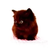 ミヌエット(短足)【福岡県・男の子・2025年8月5日・ブラックスモーク】の写真6