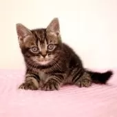 アメリカンショートヘア【福岡県・女の子・2025年6月12日・ブラウンクラシックタビー】の写真7