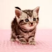 アメリカンショートヘア【福岡県・女の子・2025年2月15日・シルバークラシックタビー】の写真7