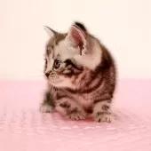 アメリカンショートヘア【福岡県・女の子・2025年2月15日・シルバークラシックタビー】の写真8