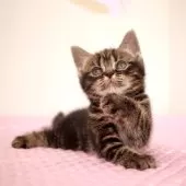 アメリカンショートヘア【福岡県・女の子・2025年6月12日・ブラウンクラシックタビー】の写真15