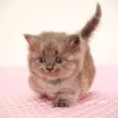 ミヌエット(短足)【福岡県・男の子・2025年2月27日・ブルースモーク】の写真9