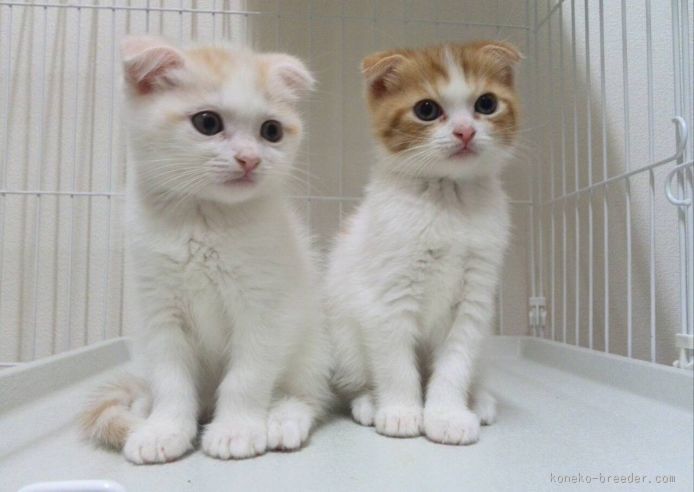 丸顔で可愛い子たちばかりです☆｜長井　恵(ながい　めぐみ)ブリーダー(福岡県・スコティッシュフォールドなど・国内キャットクラブ登録)の紹介写真3