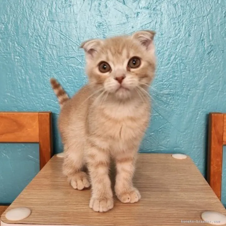 ID：2304-03168の子猫