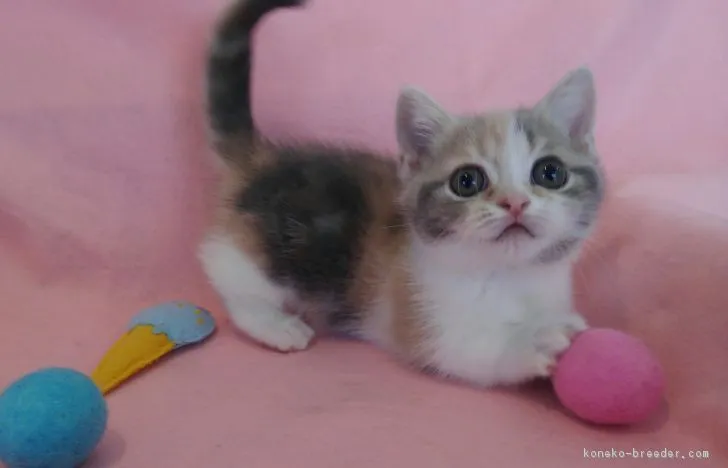 ID：1804-00923の子猫