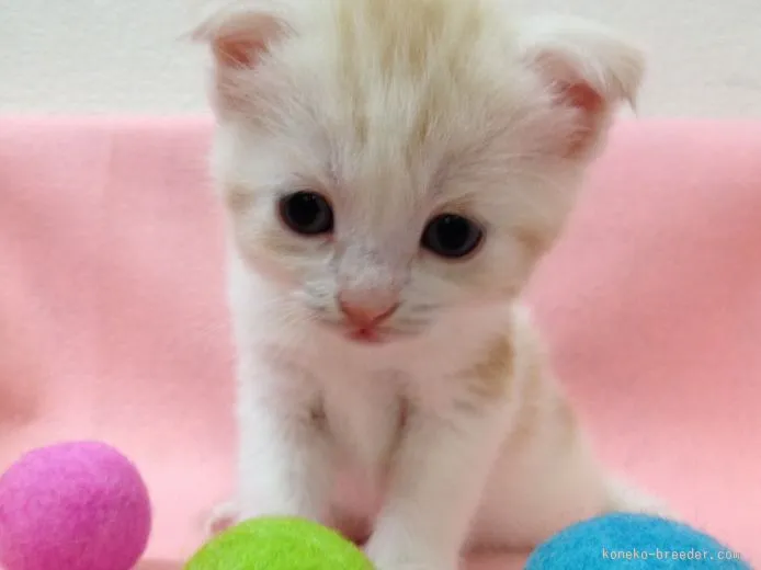 ID：1507-00005の子猫