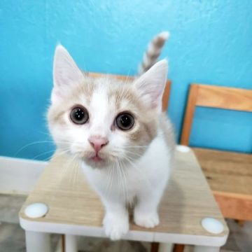 スコティッシュフォールド【福岡県・男の子・2021年3月17日・ホワイト&レッド】の写真「ポテっとしてます♡」