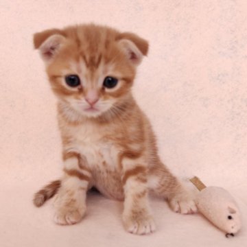 スコティッシュフォールド(折れ耳)【福岡県・女の子・2024年4月8日・レッドタビー】の写真「半折れ耳の優しいお顔立ち♡」