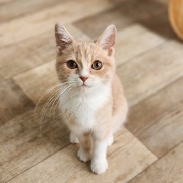 スコティッシュフォールド(立ち耳)【福岡県・男の子・2023年3月12日・クリームタビー&ホワイト】の写真「丸顔くん♡」