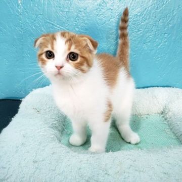 スコティッシュフォールド(折れ耳)【福岡県・女の子・2021年9月9日・レッドタビー&ホワイト】の写真「お顔の柄が左右均等な美人さん♡」