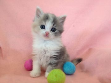 スコティッシュフォールド【福岡県・女の子・2016年4月29日・ダイリュートキャリコ（セミロング）】の写真「立ち耳のふわふわ毛の女の子♡」