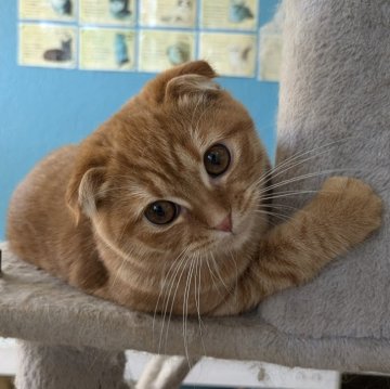 スコティッシュフォールド(折れ耳)【福岡県・女の子・2024年4月8日・レッドタビー】の写真「丸顔美人さん♡」