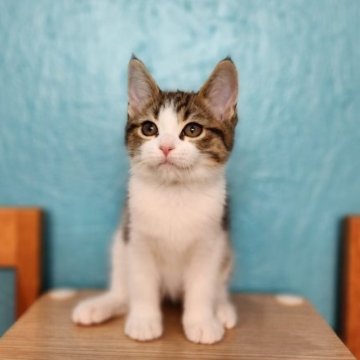 スコティッシュフォールド(立ち耳)【福岡県・男の子・2023年3月12日・ブラウンタビー&ホワイト】の写真「お顔が整ったイケにゃんです♡」