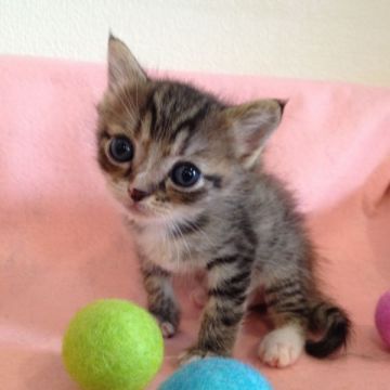 マンチカン【福岡県・女の子・2015年6月27日・シルバータビー】の写真「☆小柄なかわいい女の子（長足）☆」