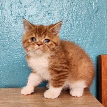 スコティッシュフォールド(立ち耳)【福岡県・男の子・2023年3月13日・レッドタビー&ホワイト（シュン）】の写真「つぶらなお目めが愛くるしい♡」