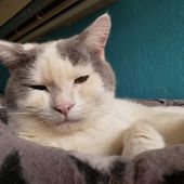 スコティッシュフォールド【・男の子・2015年10月7日・ブルー&ホワイトバン】