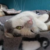 スコティッシュフォールド【・男の子・2015年10月7日・ブルー&ホワイトバン】