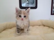 スコティッシュフォールド【福岡県・女の子・2015年7月5日・ダイリュートキャリコ】の写真5「☆８月１５日撮影☆生後４１日目☆」