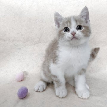 スコティッシュフォールド(立ち耳)【福岡県・男の子・2025年8月31日・クリーム&ホワイト】の写真「立ち耳くん☆」