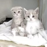 スコティッシュフォールド(立ち耳)【福岡県・男の子・2025年8月31日・クリーム&ホワイト】の写真6「写真右側」