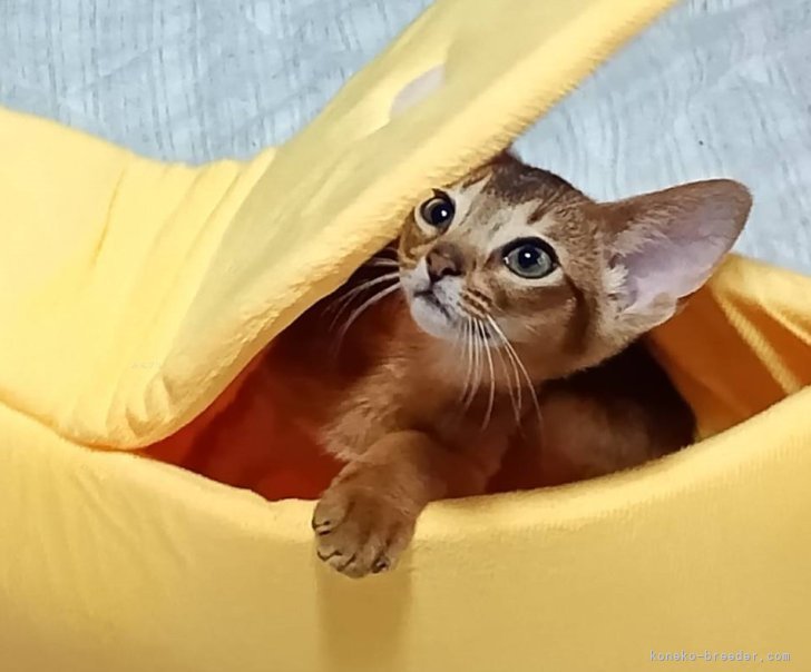 別所りつ子ブリーダー