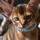 アビシニアン【愛知県・女の子・2025年9月2日・ルディ】の写真5