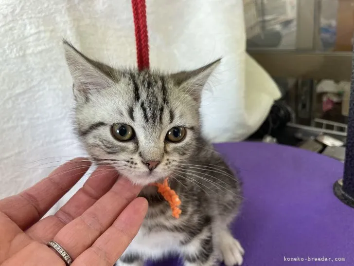 ID：2202-00098の子猫